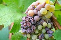 بیماری پوسیدگی (کپک) خاکستری (Botrytis cinerea) انگور