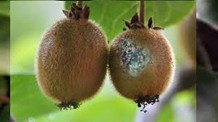 بیماری پوسیدگی (کپک) خاکستری (Botrytis cinerea) کیوی
