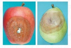 بیماری های درختان سیب و گلابی