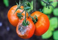 بیماری پوسیدگی (کپک )خاکستری(Botrytis cinerea) گوجه فرنگی