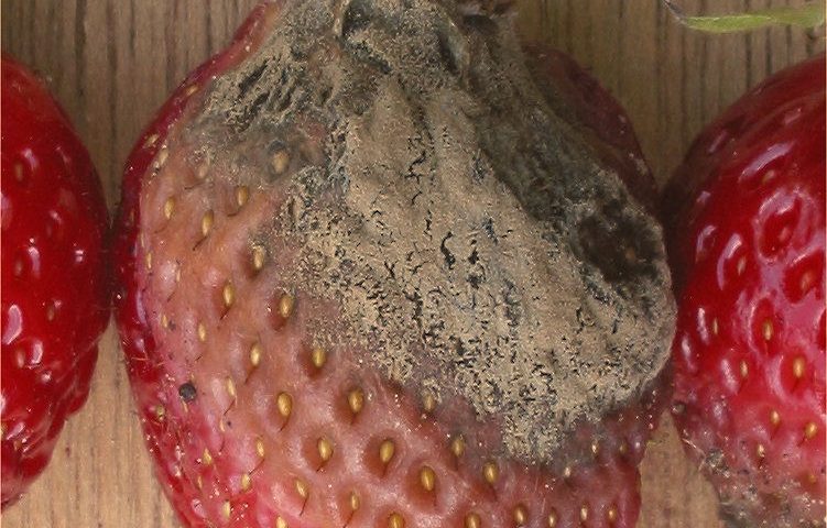 پوسیدگی خاکستری گیاهان